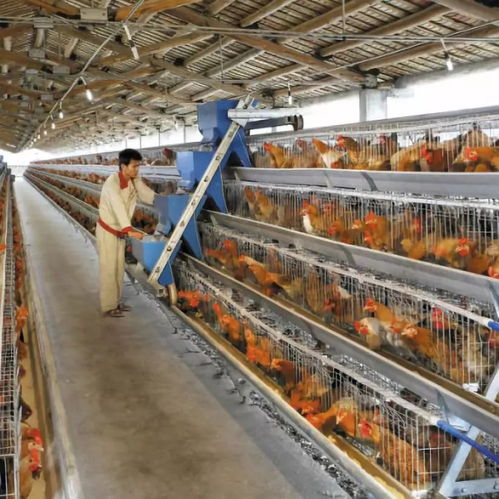 黃杏彪 用心智造，推動雞群智能化飼養設備與外圍設備制造